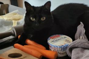 Verdwijningsalarm Kat Vrouwtje , 5 jaar Tillenay Frankrijk