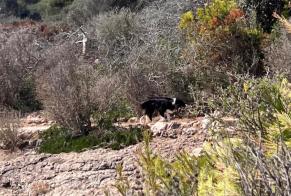Ontdekkingsalarm Hond  Onbekend Antibes Frankrijk