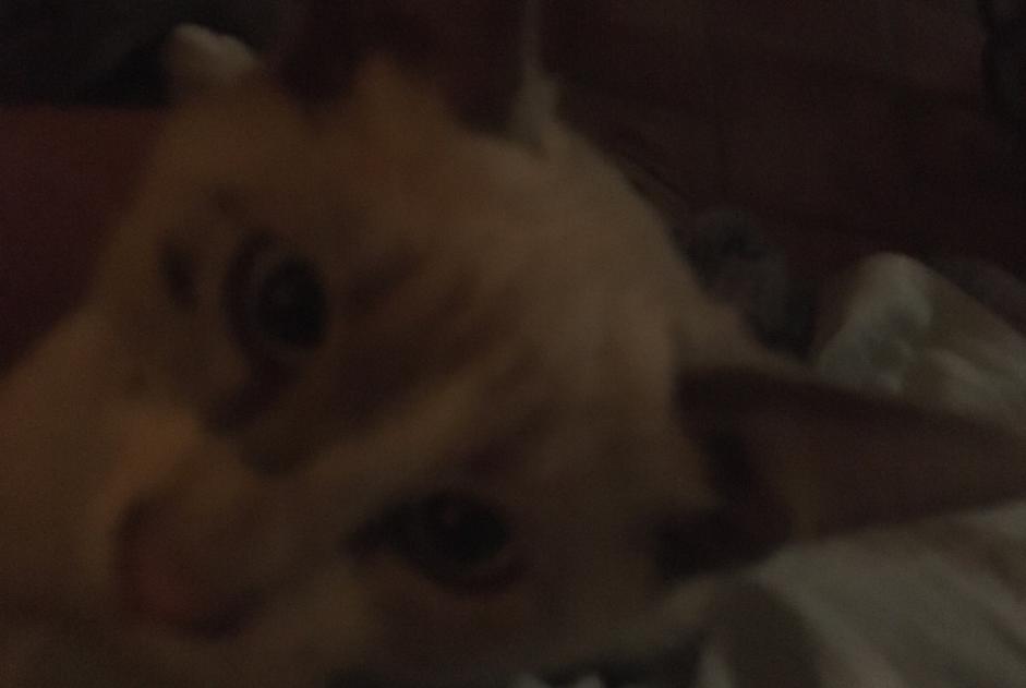 Verdwijningsalarm Kat  Mannetje , 0 jaar Tarbes Frankrijk