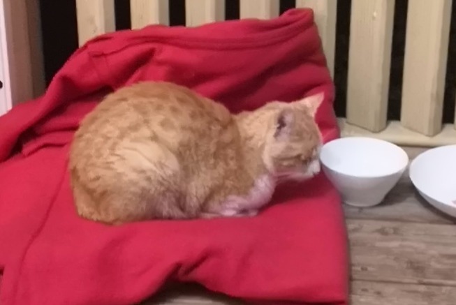 Ontdekkingsalarm Kat  Mannetje Alliat Frankrijk