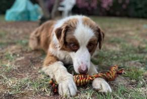 Verdwijningsalarm Hond  Mannetje , 2 jaar Pesmes Frankrijk