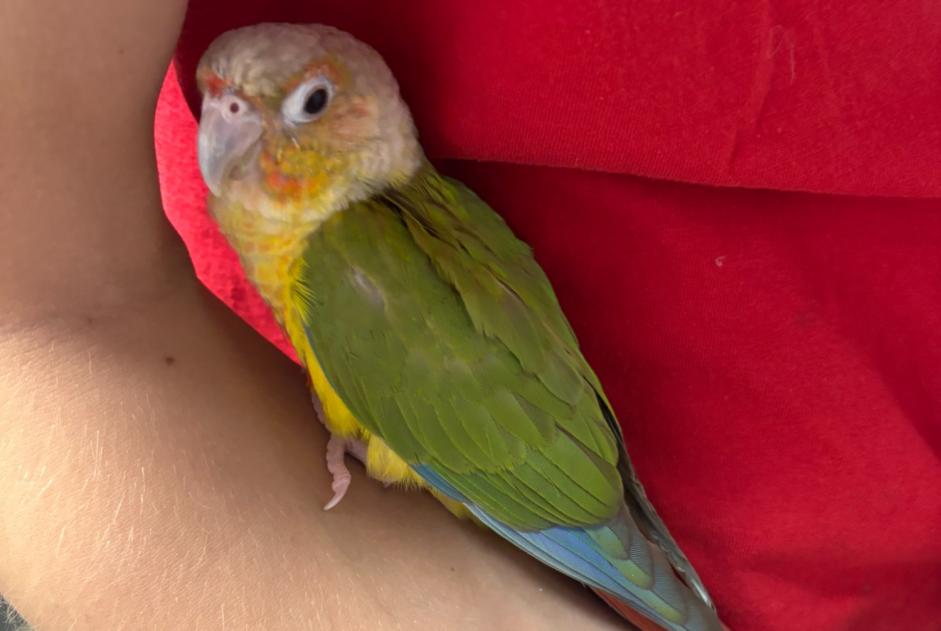 Ontdekkingsalarm Vogel Onbekend Autun Frankrijk