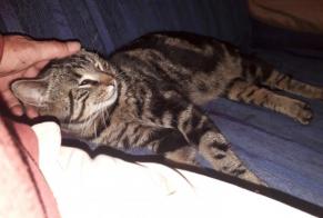 Verdwijningsalarm Kat Mannetje, 3 jaar Solre-le-Château Frankrijk