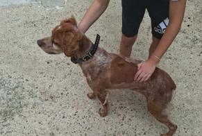 Ontdekkingsalarm Hond Onbekend La Chapelle-Moulière Frankrijk