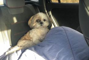Verdwijningsalarm Hond Vrouwtje, 16 jaar Montagnac-sur-Auvignon Frankrijk
