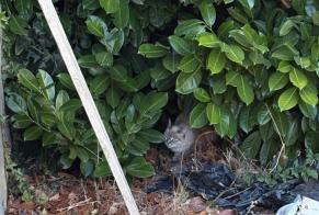 Ontdekkingsalarm Kat Vrouwtje, 1 jaar Lapeyrouse-Fossat Frankrijk