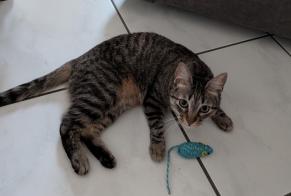 Verdwijningsalarm Kat Vrouwtje, 1 jaar Lyon Frankrijk