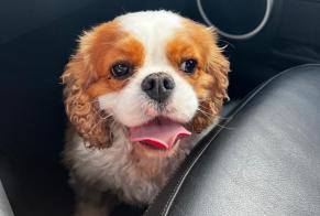 Ontdekkingsalarm Hond Vrouwtje Seysses Frankrijk