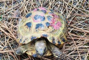 Ontdekkingsalarm Schildpad Onbekend Le Porge Frankrijk