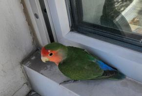 Ontdekkingsalarm Vogel Onbekend Vénissieux Frankrijk