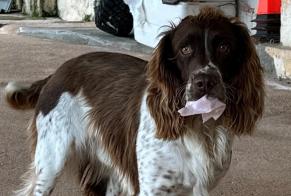 Verdwijningsalarm Hond Mannetje, 7 jaar Piana Frankrijk