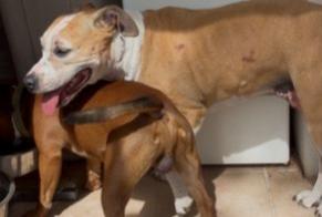 Ontdekkingsalarm Hond Vrouwtje Saint-Blaise Frankrijk