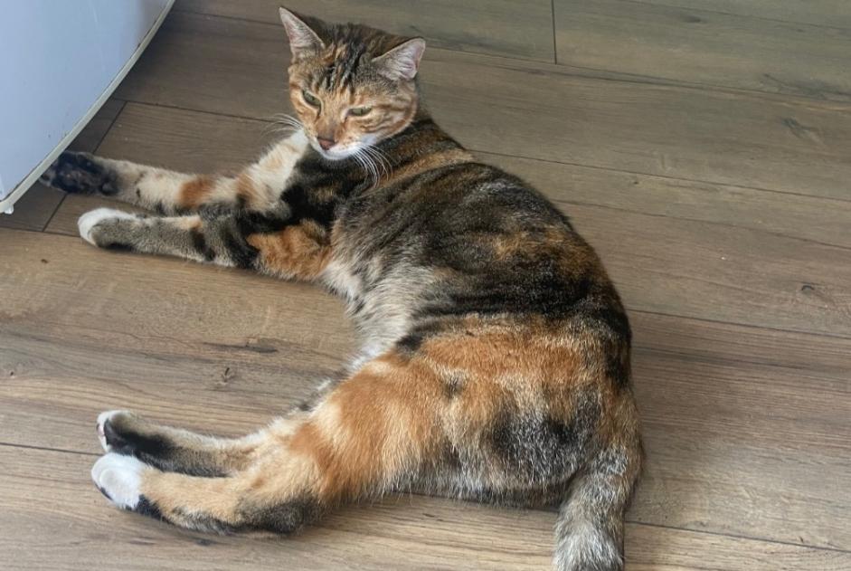 Ontdekkingsalarm Kat rassenvermenging Onbekend Vandœuvre-lès-Nancy Frankrijk