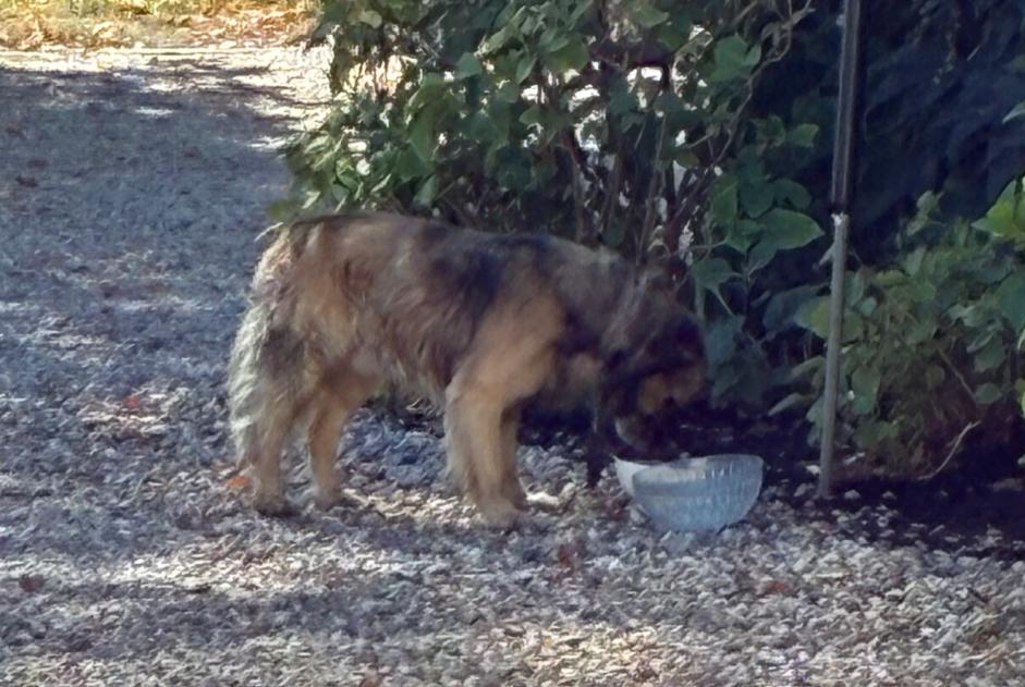 Ontdekkingsalarm Hond Mannetje Pomerol Frankrijk