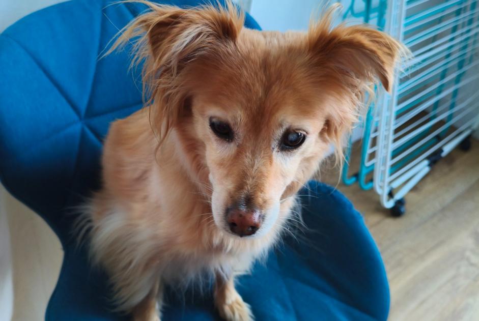 Ontdekkingsalarm Hond Vrouwtje Saint-Divy Frankrijk