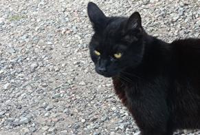 Ontdekkingsalarm Kat Mannetje Chaillac-sur-Vienne Frankrijk
