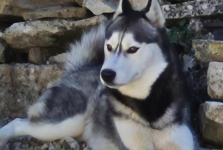 Ontdekkingsalarm Hond  Mannetje Strenquels Frankrijk