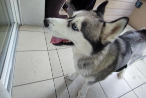 Ontdekkingsalarm Hond Vrouwtje, 2 jaar Passy Frankrijk