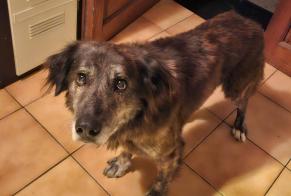 Ontdekkingsalarm Hond Mannetje Verzeille Frankrijk