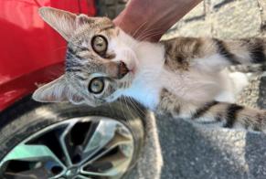 Ontdekkingsalarm Kat Mannetje Alby-sur-Chéran Frankrijk