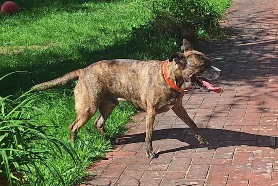 Ontdekkingsalarm Hond Mannetje Treis-Sants-en-Ouche Frankrijk
