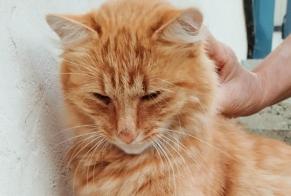 Ontdekkingsalarm Kat Onbekend, 1 jaar Saint-Joachim Frankrijk