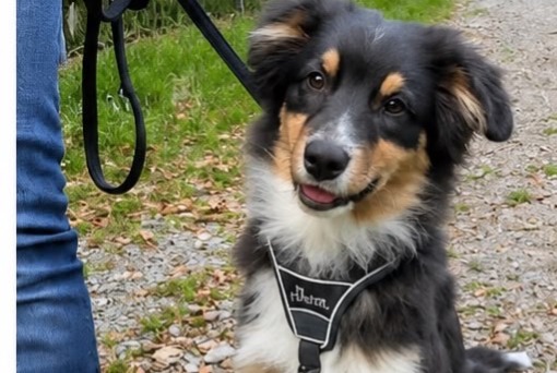 Verdwijningsalarm Hond  Mannetje , 0 jaar Charmont-sous-Barbuise Frankrijk