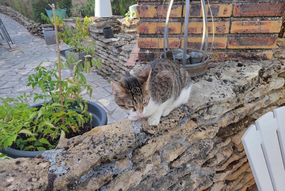 Ontdekkingsalarm Kat Vrouwtje Feytiat Frankrijk