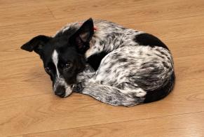 Ontdekkingsalarm Hond rassenvermenging Vrouwtje Cachan Frankrijk