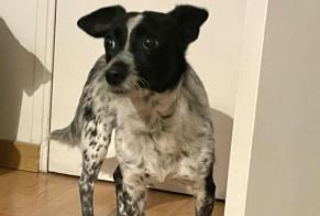 Ontdekkingsalarm Hond rassenvermenging Vrouwtje Cachan Frankrijk