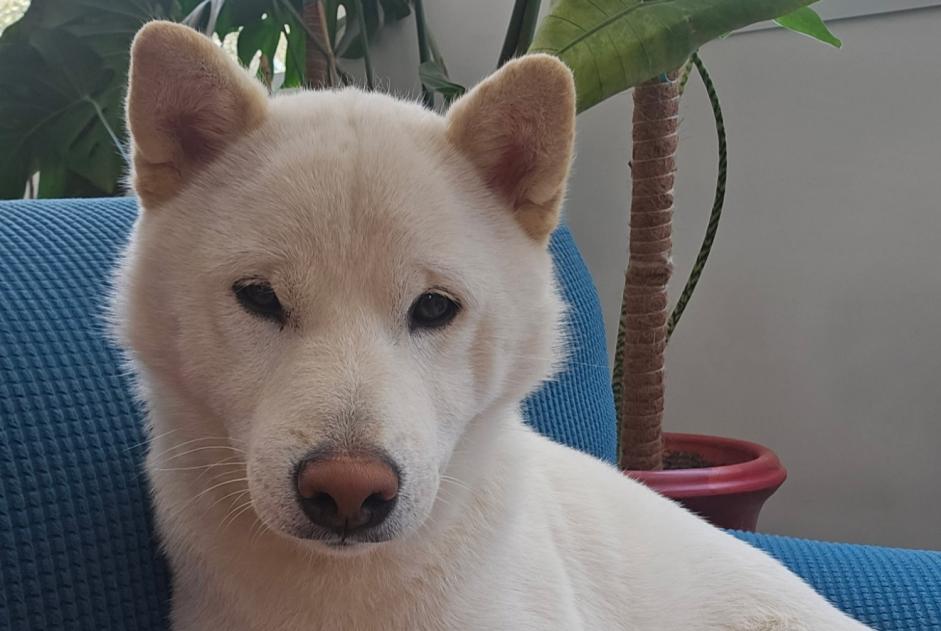 Verdwijningsalarm Hond  Mannetje , 3 jaar Nîmes Frankrijk
