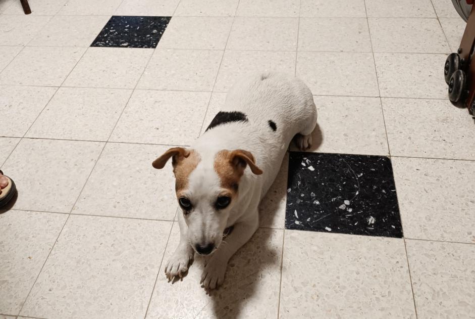Ontdekkingsalarm Hond  Vrouwtje Laroche-Saint-Cydroine Frankrijk