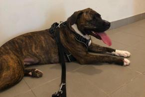 Verdwijningsalarm Hond rassenvermenging Vrouwtje, 4 jaar Toulouse Frankrijk
