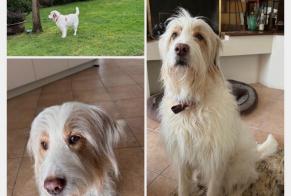Verdwijningsalarm Hond rassenvermenging Mannetje, 12 jaar Les Sables-d'Olonne Frankrijk