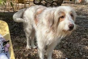 Verdwijningsalarm Hond rassenvermenging Mannetje, 12 jaar Les Sables-d'Olonne Frankrijk