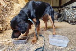 Ontdekkingsalarm Hond rassenvermenging Mannetje, Tussen 9 en 12 maanden Canapville Frankrijk
