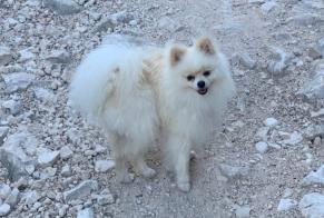 Verdwijningsalarm Hond Mannetje, 1 jaar Saint-Genis-Pouilly Frankrijk
