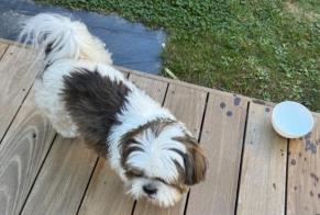 Ontdekkingsalarm Hond Onbekend Lescar Frankrijk