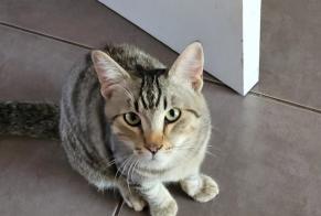 Ontdekkingsalarm Kat Vrouwtje La Mure Frankrijk