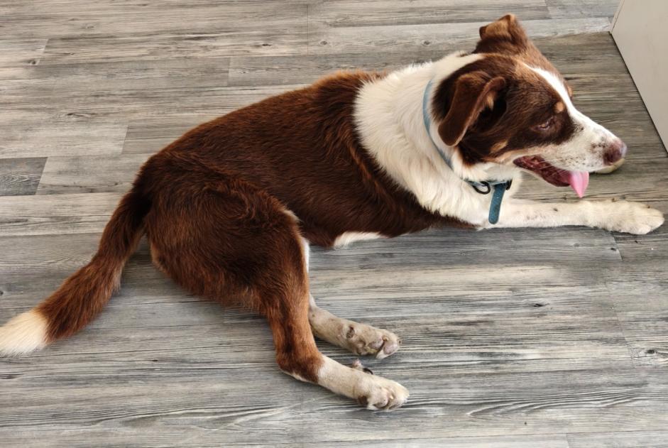 Ontdekkingsalarm Hond Mannetje Albon Frankrijk