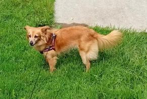 Verdwijningsalarm Hond rassenvermenging Vrouwtje, 10 jaar Languidic Frankrijk