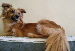 Verdwijningsalarm Hond rassenvermenging Vrouwtje, 10 jaar Languidic Frankrijk