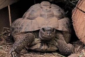 Verdwijningsalarm Schildpad Mannetje, 2026 jaar L'Escale Frankrijk