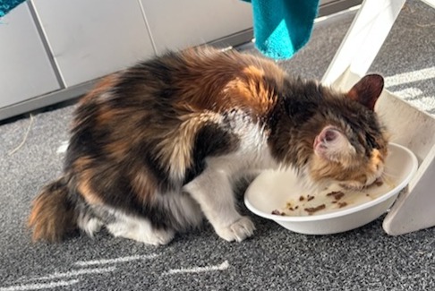 Ontdekkingsalarm Kat Vrouwtje , 1 jaar Bordeaux Frankrijk