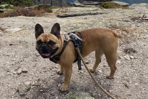Verdwijningsalarm Hond Vrouwtje, 5 jaar Léognan Frankrijk