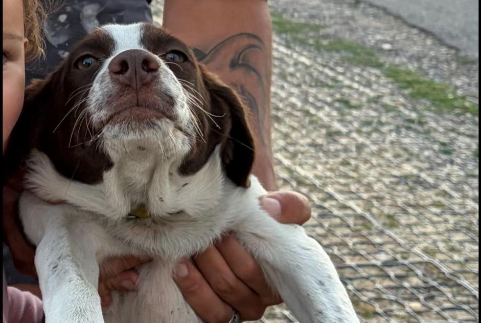 Verdwijningsalarm Hond rassenvermenging Mannetje , 0 jaar Sorel-Moussel Frankrijk