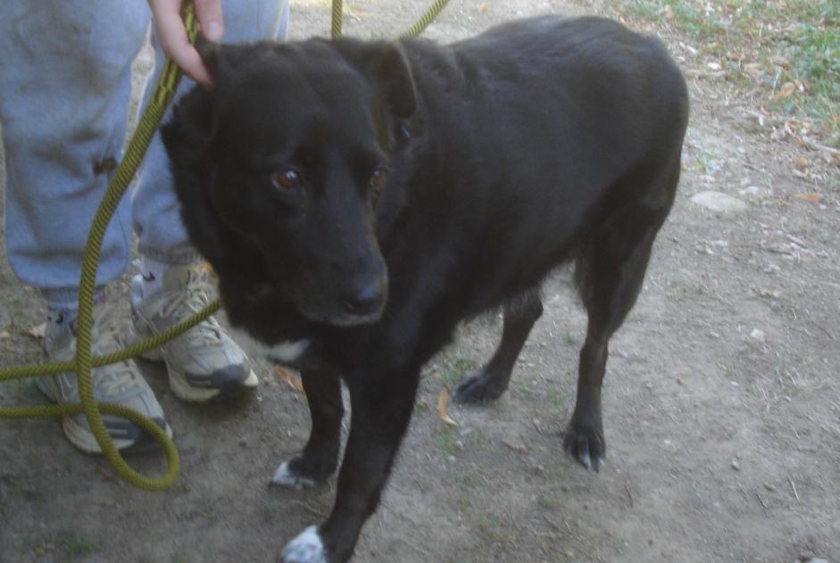 Ontdekkingsalarm Hond  Vrouwtje Saint-Amans-Soult Frankrijk