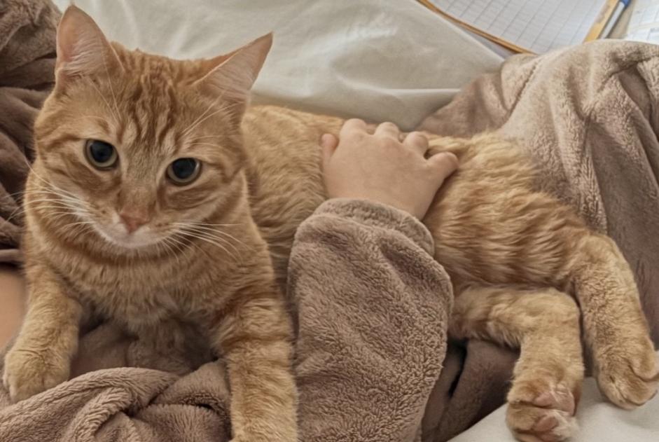 Verdwijningsalarm Kat  Mannetje , 2 jaar Montpellier Frankrijk