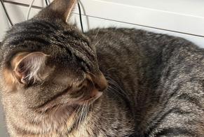 Verdwijningsalarm Kat Mannetje, 18 jaar Lyon Frankrijk