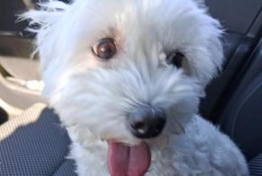 Ontdekkingsalarm Hond Vrouwtje Libercourt Frankrijk